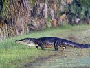 Аллигатор утащил в воду двухлетнего ребенка в американском штате Флорида - 15 июня