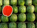 В Екатеринбурге начали продавать арбузы и дыни: 6 советов, как не отравиться бахчевыми