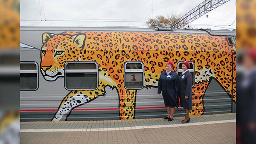 Главная картинка новости: В Екатеринбург приедет поезд с амурскими тиграми и дальневосточными леопардами на вагонах