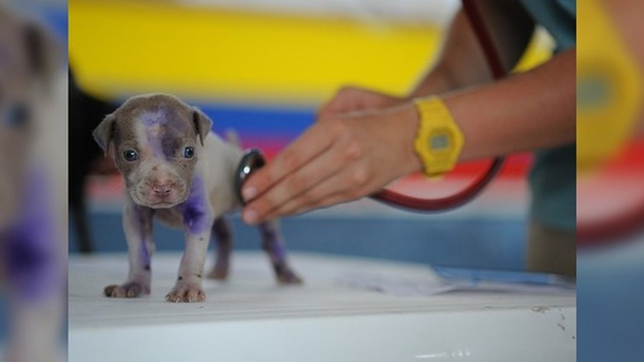 Главная картинка новости: Самые распространенные болезни собак и кошек