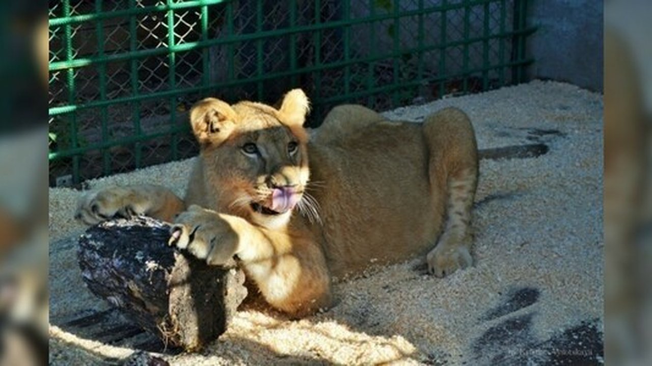 Главная картинка новости: Зоозащитники отправят спасенную львицу из Екатеринбурга в Крым