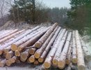 Житель Тавды обвиняется в избиении сына и незаконной вырубке леса