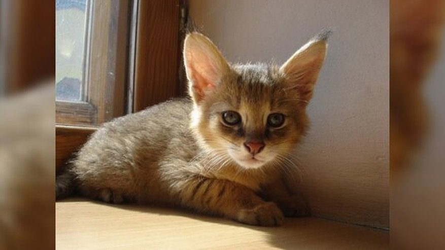 Главная картинка новости: «Гавкает, грызет кости и признает только хозяина»: уникальный кот живет в квартире екатеринбуржца - фото, видео ноябрь 2016 года