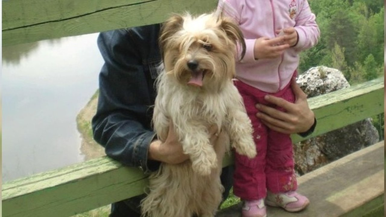 Главная картинка новости: Болонка Тори погибла в аэропорту Кольцово из-за 9 тысяч рублей и ветпаспорта