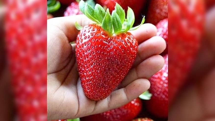 Главная картинка новости: 25-28 января Новосибирский питомник приглашает на выставку-продажу растений для Северных регионов России