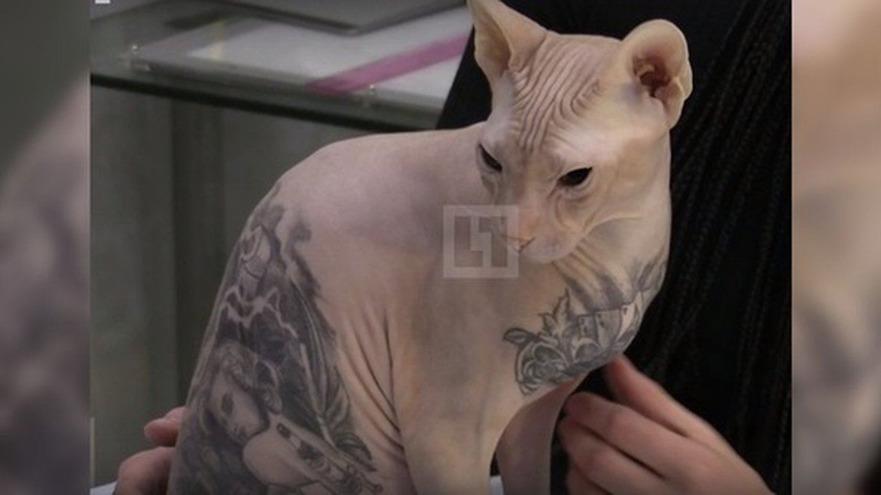 Главная картинка новости: Уралец забил своего кота-сфинкса татуировками: у хозяина их больше 10, у кота пока четыре