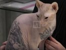 Уралец забил своего кота-сфинкса татуировками: у хозяина их больше 10, у кота пока четыре