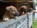 Бездомные животные станут участниками «Ночи музеев» в Екатеринбурге