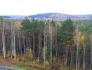 В Красноуральске нашли незаконный лесоповал