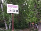 В 2017 году клещи покусали больше свердловчан, чем в прошлом