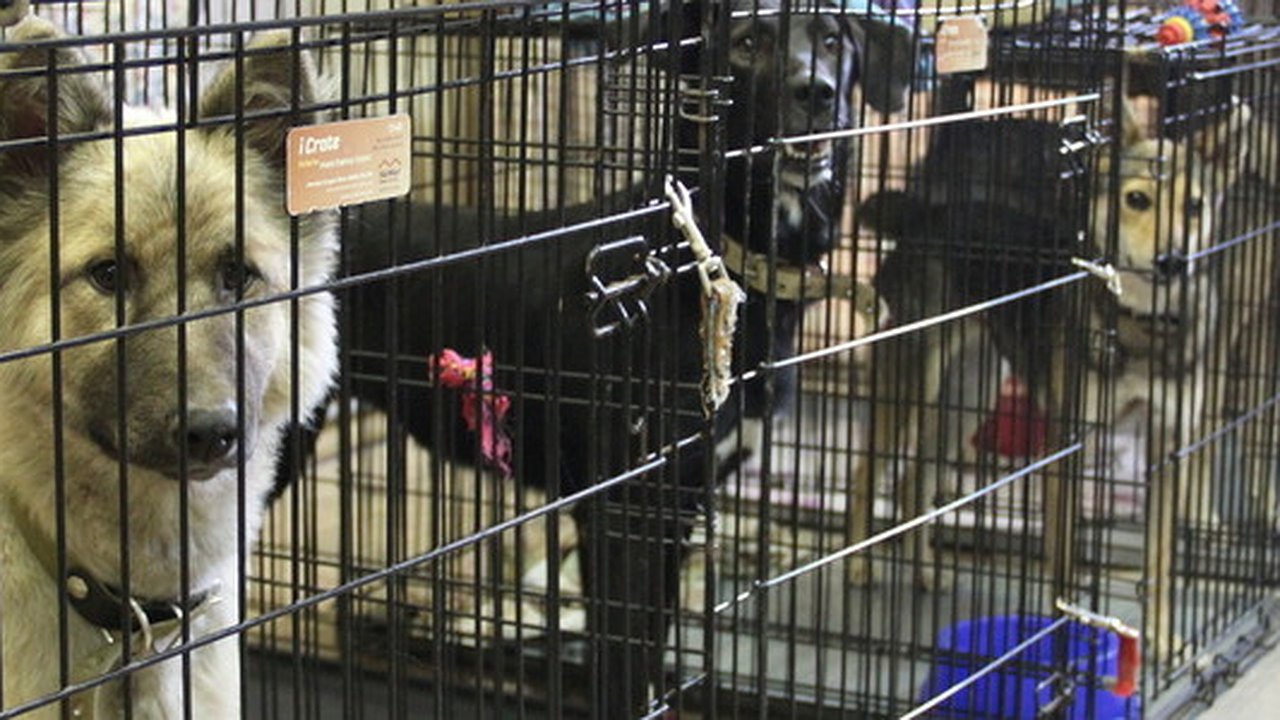 Главная картинка новости: «Не найдем Рыжему опытных хозяев – придется его усыпить»: как в Екатеринбурге живут бездомные ротвейлеры и сенбернары