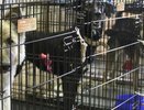 «Не найдем Рыжему опытных хозяев – придется его усыпить»: как в Екатеринбурге живут бездомные ротвейлеры и сенбернары