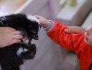 Жители многоэтажки в Академическом недовольны контактным зоопарком на первом этаже своего дома