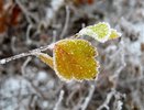 В Свердловской области продлили предупреждение о заморозках