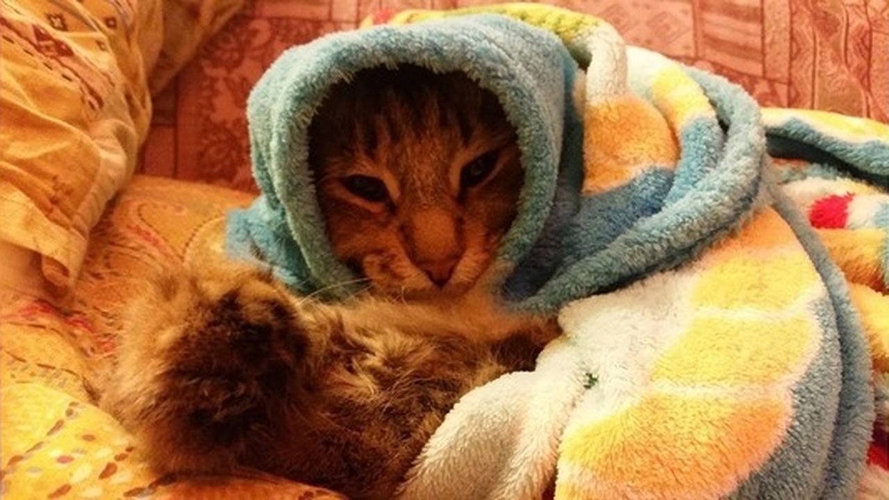 Главная картинка новости: Лук, эликсиры, таблетки: как помочь своему организму продержаться в сезон простуд