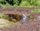 В Каменском районе сточные воды стекали с очистной станции в лес и попадали в подземные воды