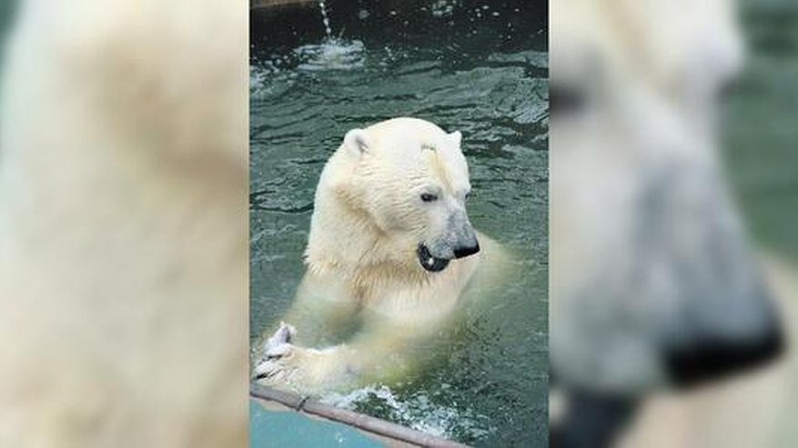 Главная картинка новости: Белые медведи Умка и Айна стали самыми популярными животными Екатеринбургского зоопарка - фото
