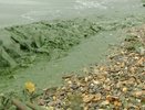 В позеленевшем пруду Нижнего Тагила нашли опасные водоросли