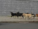 В Ревде собака напала на ребенка возле школы