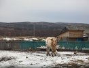 Свердловская область вошла в тройку лидеров по производству молока