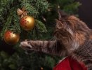 Новый год дома встретят 80% россиян