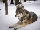 Хищников видели у школы: свердловские деревни терроризируют волки