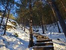 В парке Екатеринбурга незаконно вырубили лес на 1,7 миллиона рублей