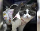 Приступят в пятницу, 13: в Екатеринбурге студенты бесплатно прооперируют домашних животных