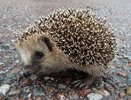 В Свердловской области обыкновенный еж остался без защиты