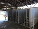 В Нижнем Тагиле наказали службу отлова, в приюте которой нашли трупы собак