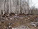 Ущерб почти 300 тысяч: уралец получил срок за то, что вырвал из земли деревья