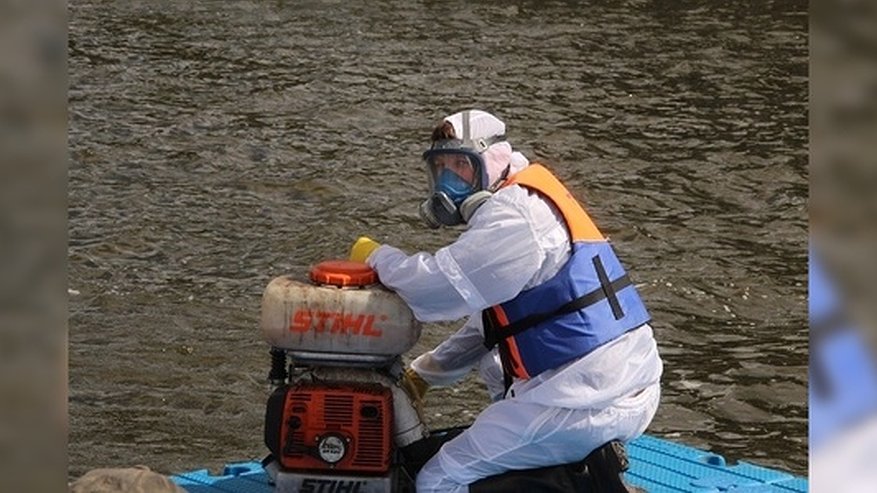 Главная картинка новости: «Чтобы избежать малярии и лихорадки»: Городской пруд и Плотинку в Екатеринбурге обработали от личинок комаров