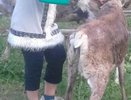В Уральской резиденции Деда Мороза северных оленей спасают от жары душем