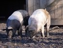 В Свердловской области объявили карантин из-за африканской чумы
