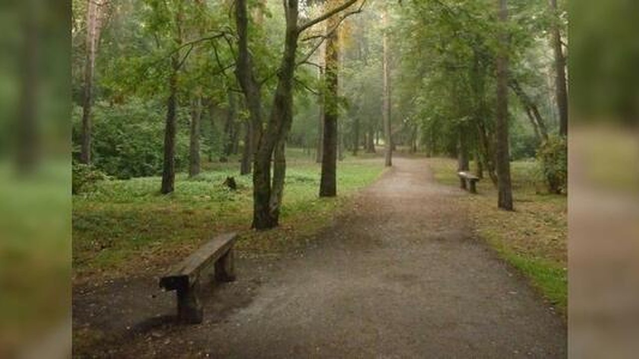 Главная картинка новости: "Зеленой роще грозит беда": Владимир Злоказов раскритиковал проект благоустройства парка