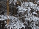 В Свердловской области с 20 декабря похолодает до -33 градусов, по данным Уралгидрометцентра