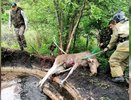 Свердловские сотрудники МЧС спасли жизнь лосенку