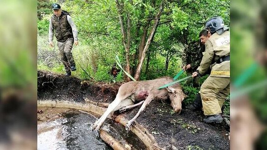 Главная картинка новости: Свердловские сотрудники МЧС спасли жизнь лосенку