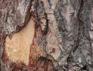 Без крупной техники на могилах: историки разрешили продолжить работы  в Зеленой Роще