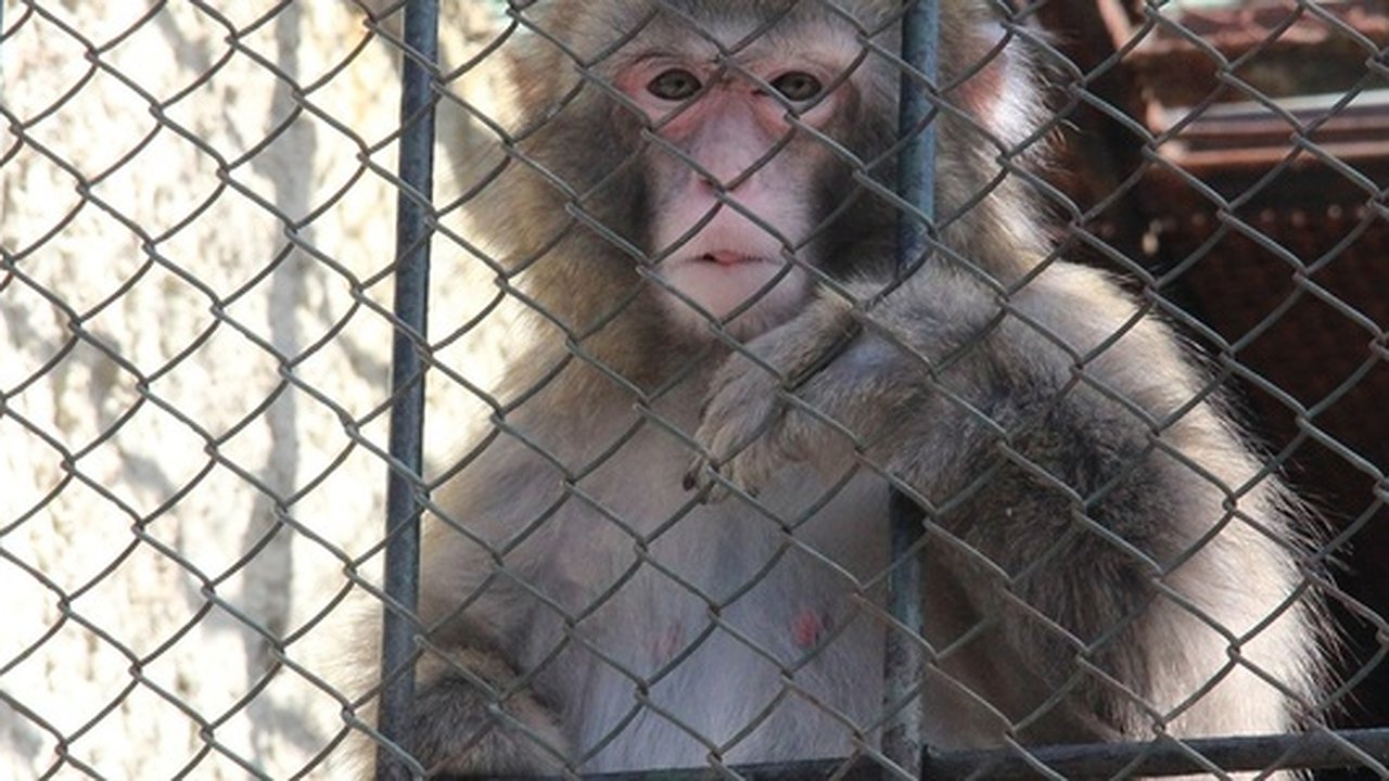 Главная картинка новости: "Не хотим переезжать, нет достойной площадки": как сегодня живет екатеринбургский зверинец