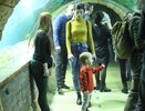 В екатеринбургском океанариуме открылась аквагалерея "Подводный мир": фоторепортаж НАШЕЙ