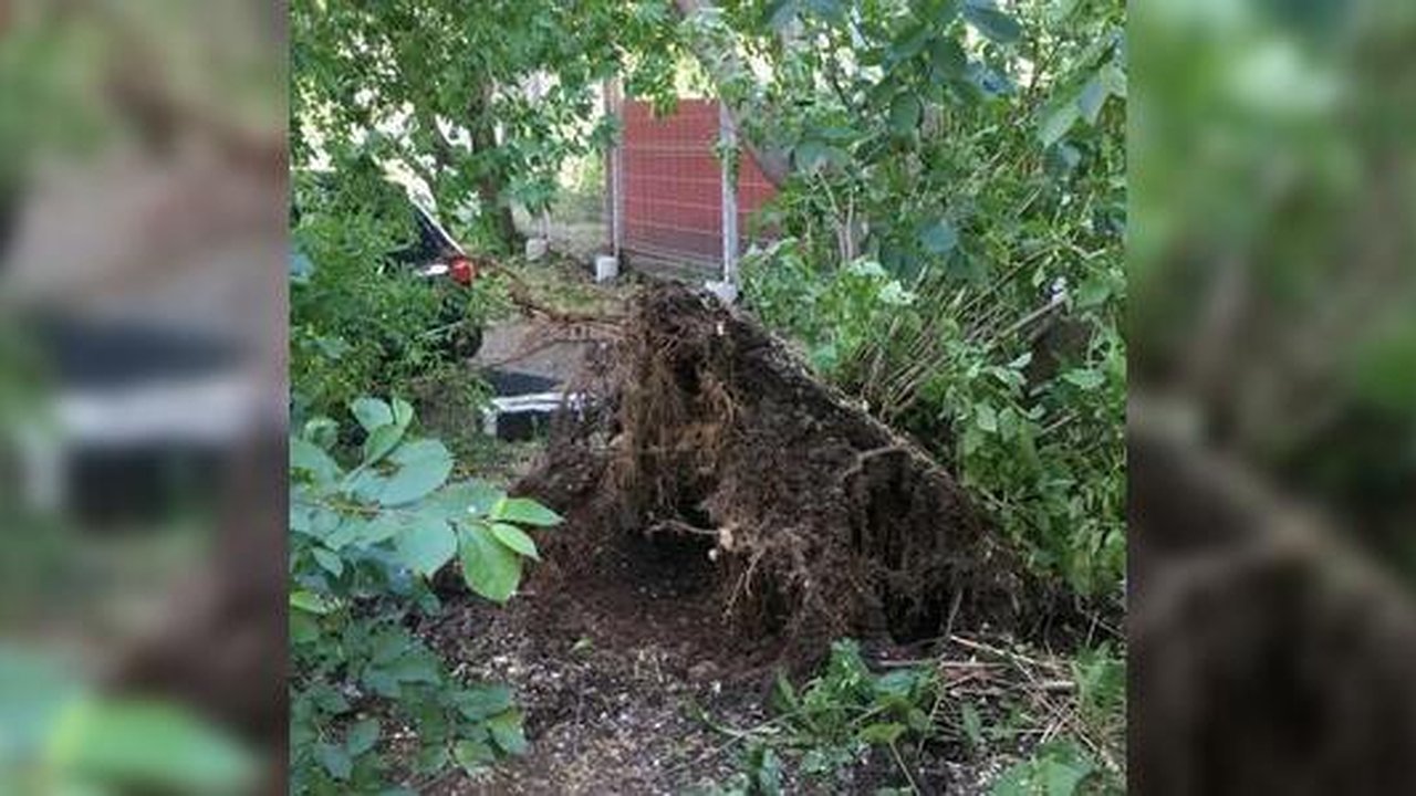 Главная картинка новости: Мэрия Екатеринбурга готова потратить почти полмиллиона рублей на вырубку деревьев