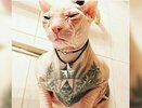 Хозяин пропавшего на Урале татуированного лысого кота готов заплатить 500 000 рублей