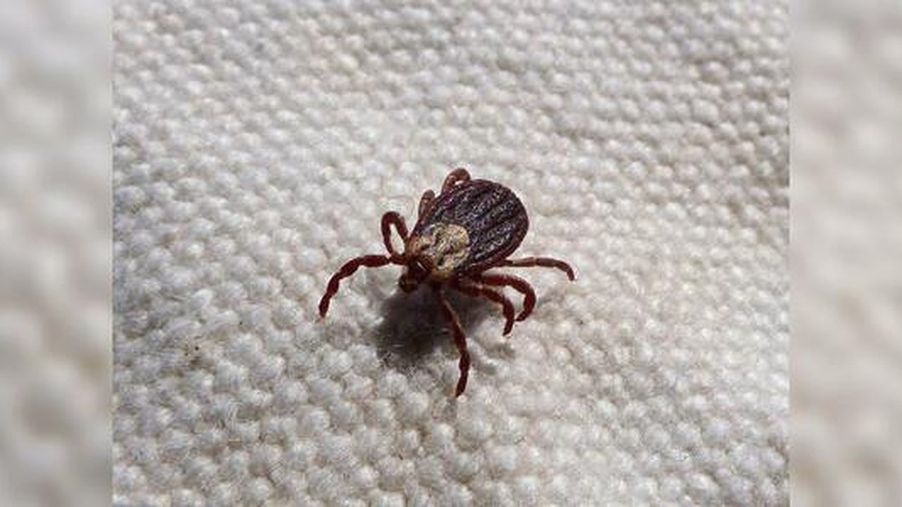 Главная картинка новости: Екатеринбурженка после прогулки в центре города нашла на своей собаке клеща