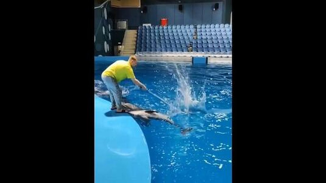 Главная картинка новости: В Океанариуме Екатеринбурга сняли ответное видео на обвинение в насилии над дельфинами