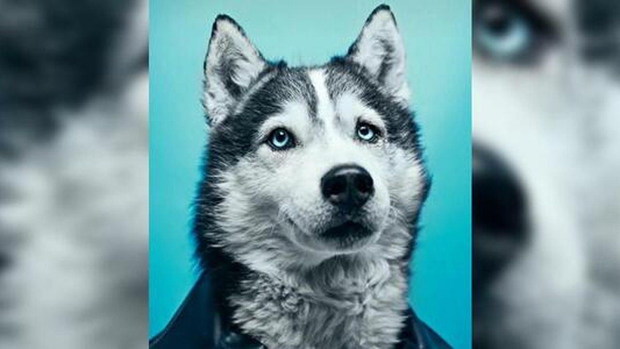 Главная картинка новости: В Екатеринбурге бездомных собак одели в человеческую одежду