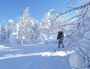 Сотрудники уральского заповедника прошли 80 километров, чтобы проследить за брачными играми росомах