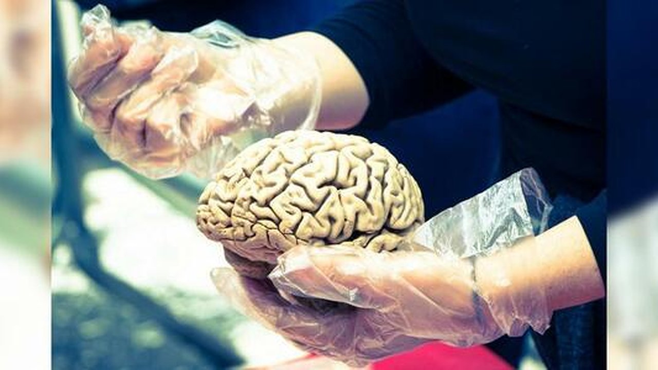 Главная картинка новости: Невролог заявил, что будущее - за чипированием мозга