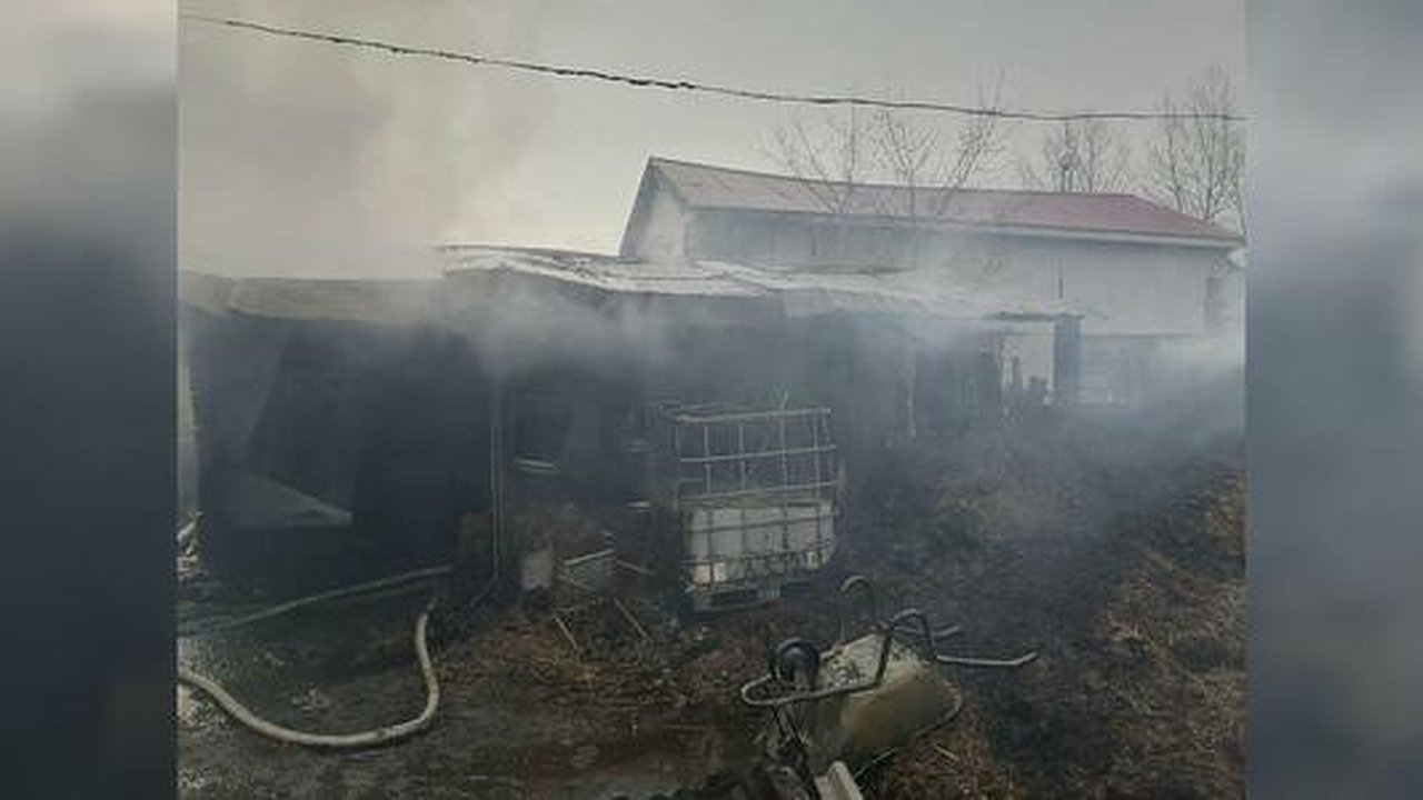 Главная картинка новости: На Уралмаше в конюшне сгорели 12 лошадей и 5 собак