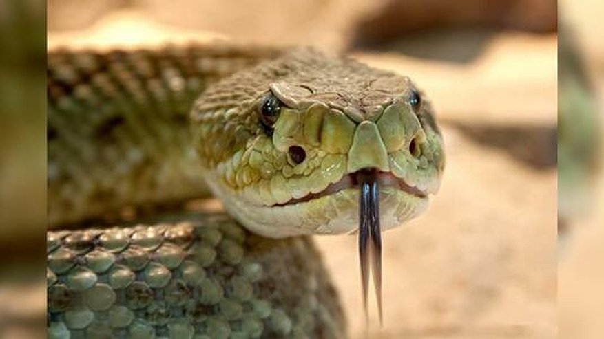 Главная картинка новости: Екатеринбуржец погиб после укуса змеи